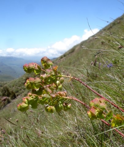 Euphorbia natalensis